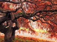 免费cc攻击测试